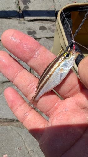 釣果
