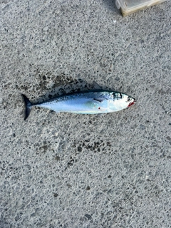 ソウダガツオの釣果