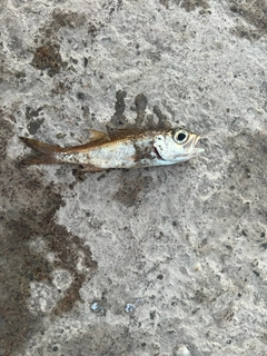 クロムツの釣果