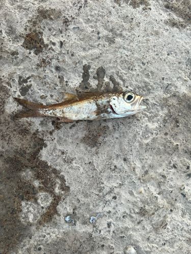 クロムツ
