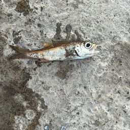 クロムツ