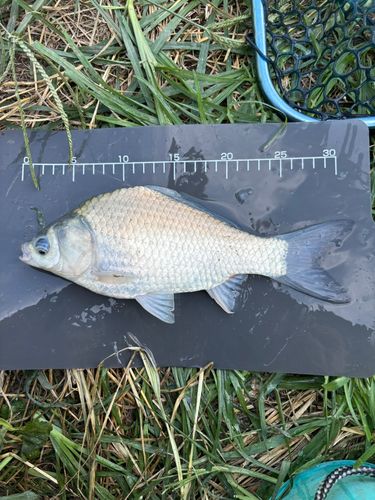 ヘラブナの釣果