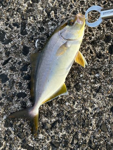 ネリゴの釣果
