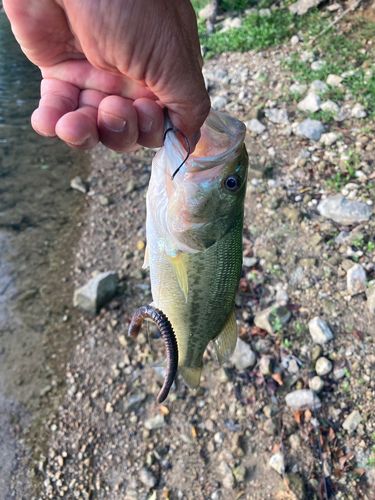 ブラックバスの釣果