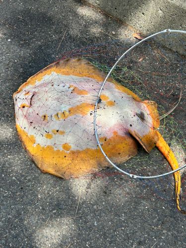 アカエイの釣果