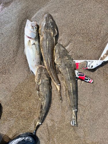 マゴチの釣果