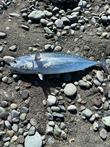 ソウダガツオの釣果