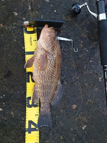 オオモンハタの釣果
