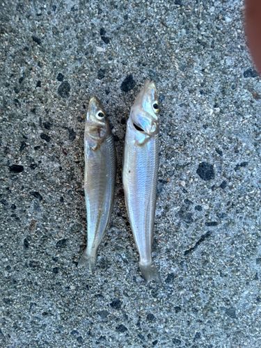 キスの釣果
