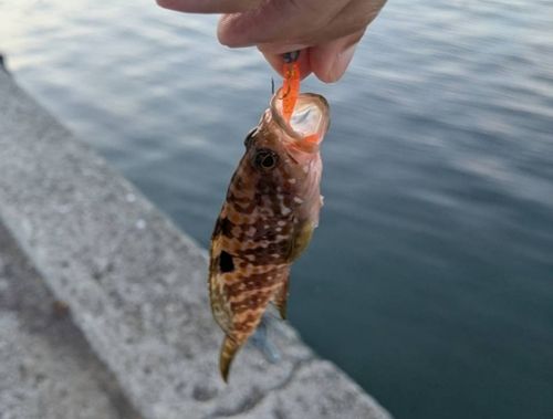 キジハタの釣果