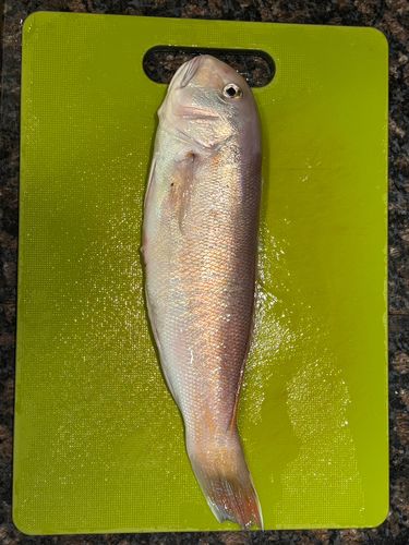 アマダイの釣果