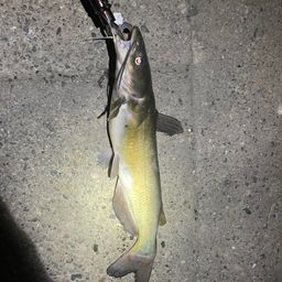 アメリカナマズ