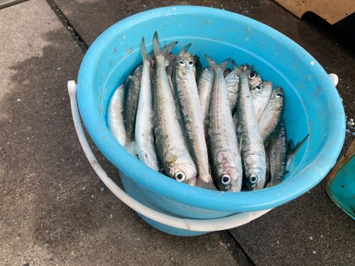 イワシの釣果