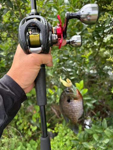 ブルーギルの釣果