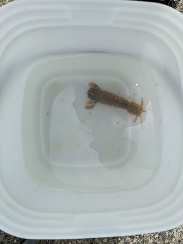 シャコの釣果