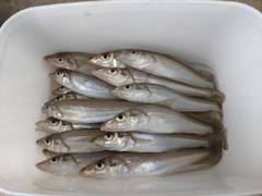 キスの釣果