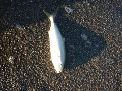 ワカシの釣果