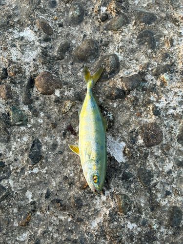 コゾクラの釣果