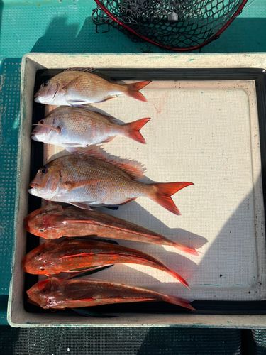 マダイの釣果