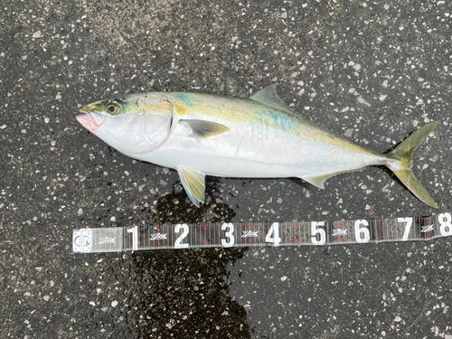ブリの釣果