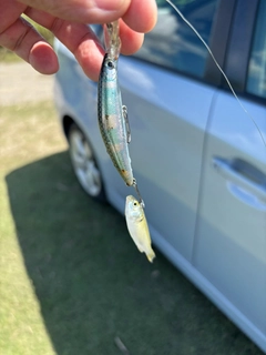 釣果