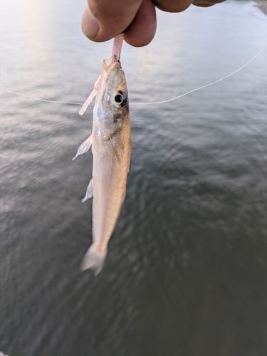 キスの釣果