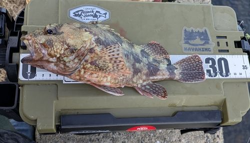 キジハタの釣果