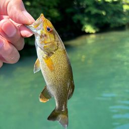 スモールマウスバス