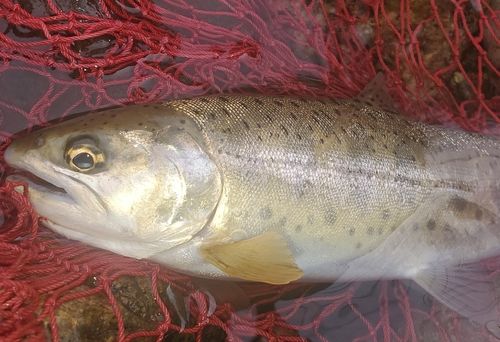 ヤマメの釣果