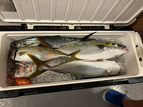 タイの釣果