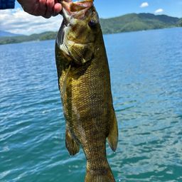 スモールマウスバス