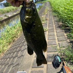 スモールマウスバス