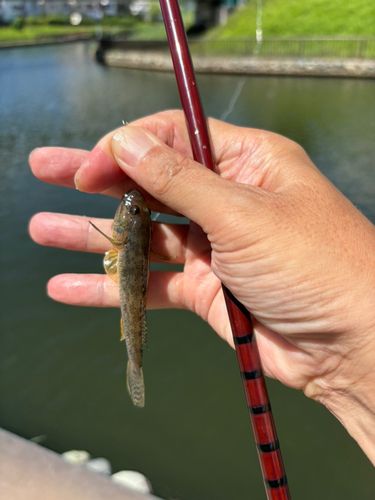 マハゼの釣果