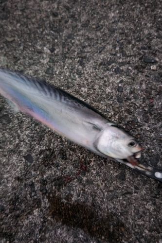 ソウダガツオの釣果