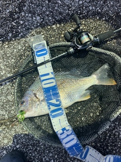 キビレの釣果