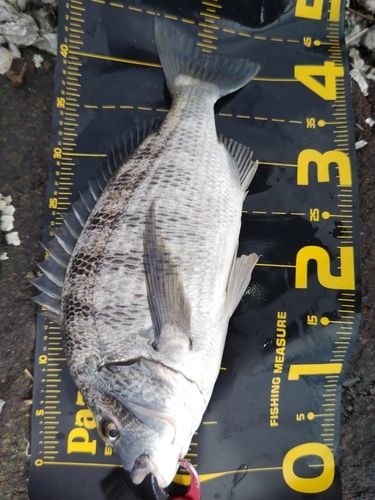 クロダイの釣果