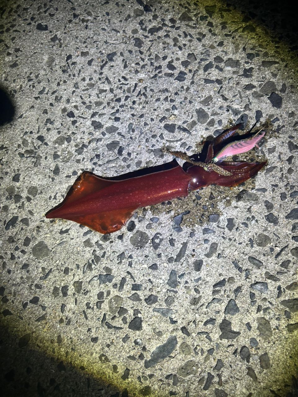 ヤリイカ