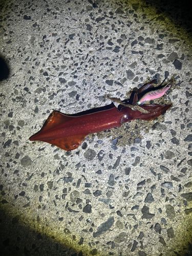 ヤリイカの釣果