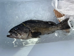 クロソイの釣果