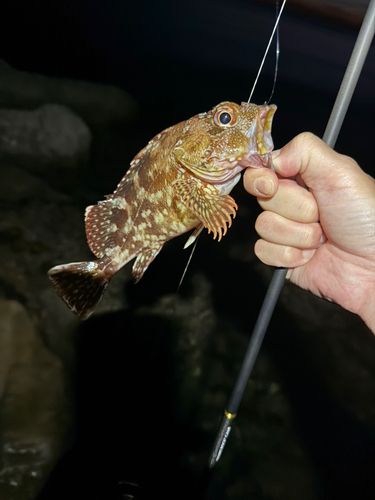 カサゴの釣果