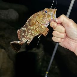 カサゴ