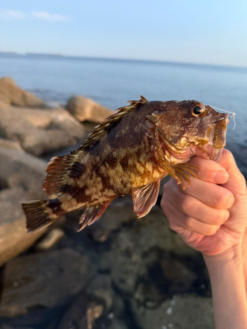 カサゴ