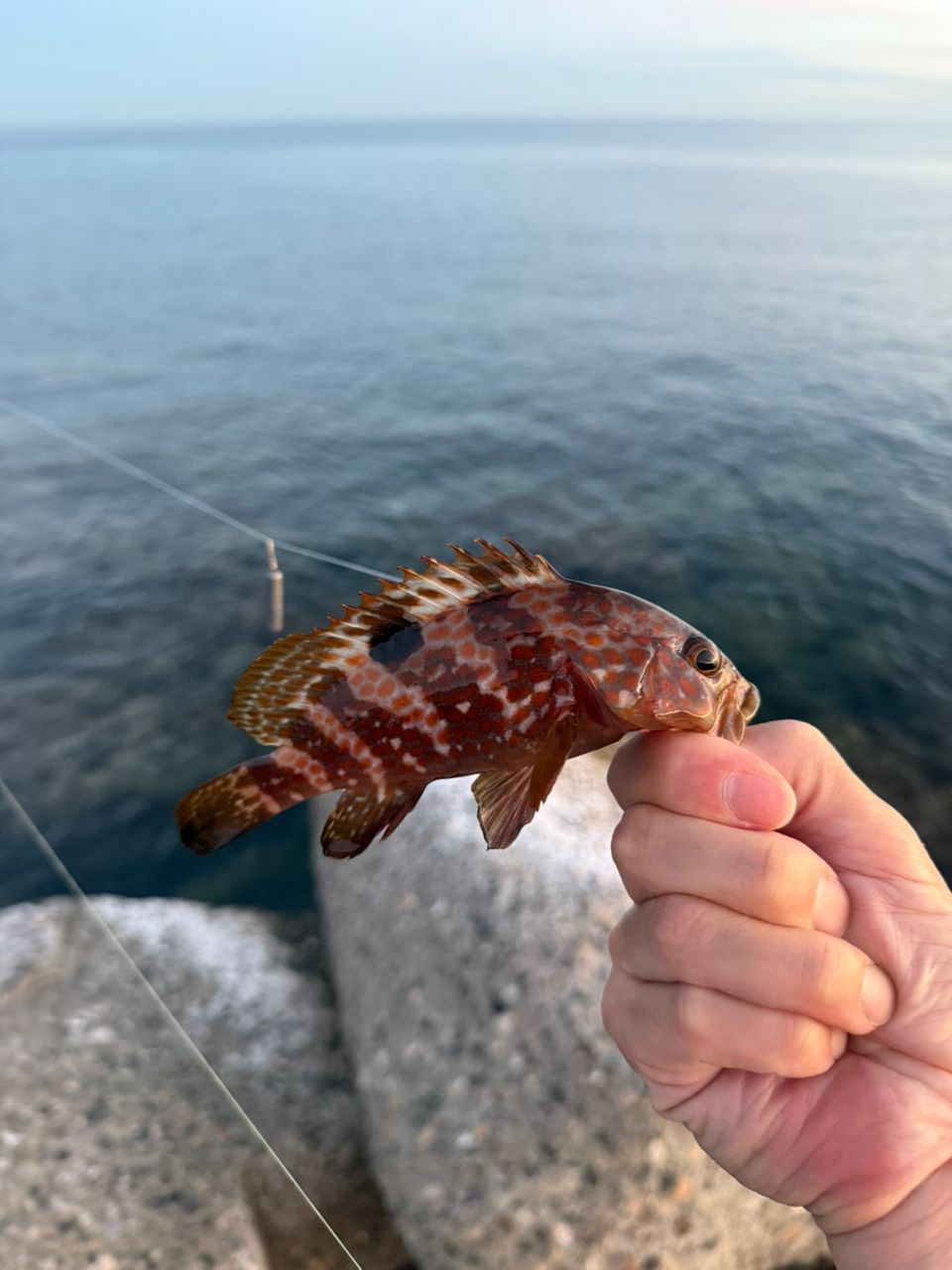 カサゴ