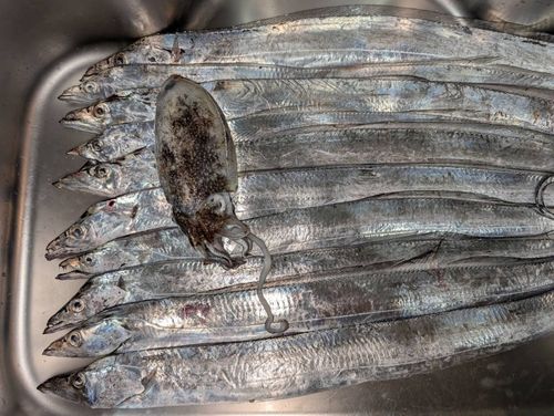 タチウオの釣果