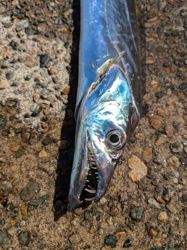 タチウオの釣果