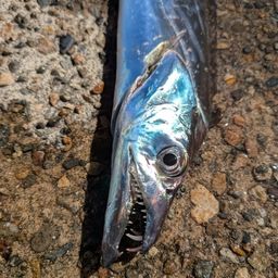 タチウオ