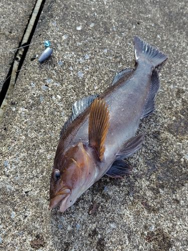 アイナメの釣果