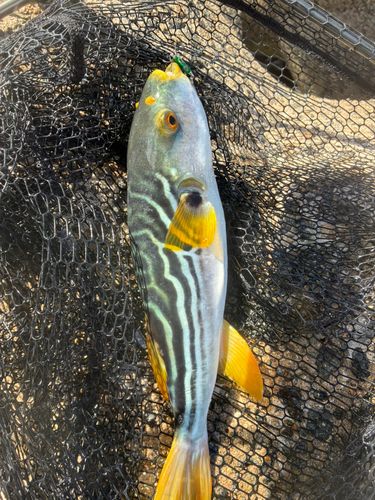 シマフグの釣果