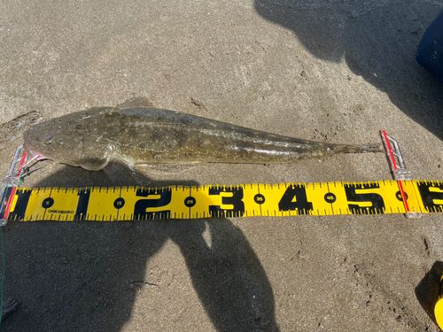 マゴチの釣果
