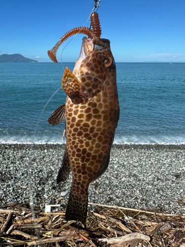 オオモンハタの釣果